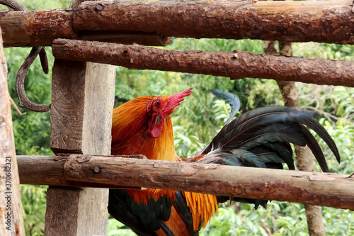 chicken looking  for you