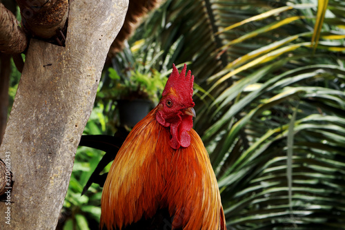 rooster in the garden
