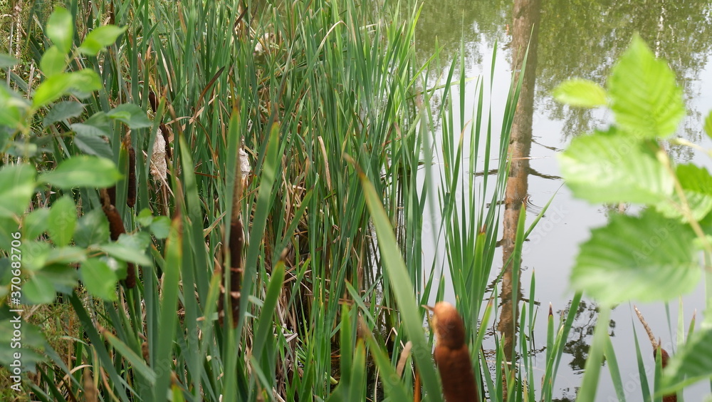 Fototapeta premium reeds on the lake