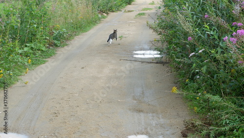 kitten on a walk