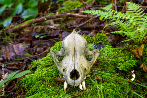 Animal skull © Bohdan