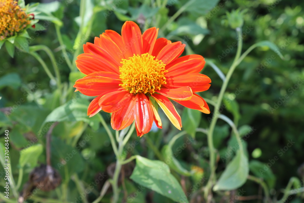 Dahlia flower orange blooming on green leaves and tree blurred background closeup in the Thailand garden. Dahlia flower orange blooming on green leaves and tree blurred background closeup in the Thailand garden.