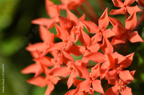 Jungle Flame - Flower