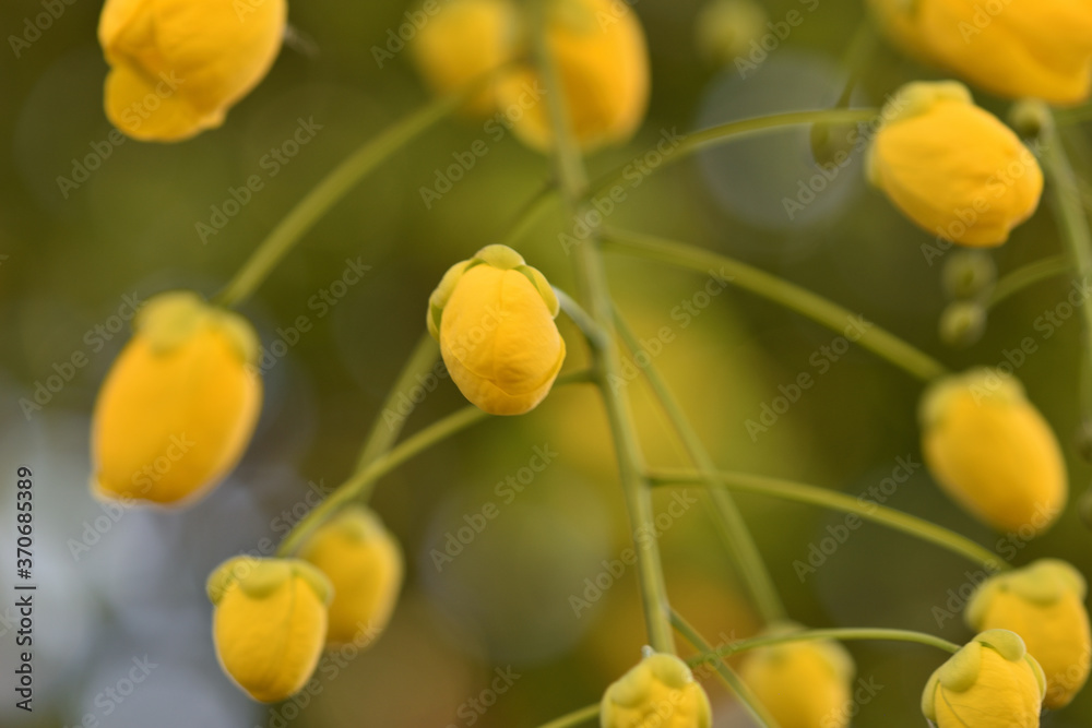 Golden Rain Tree Golden Rain Tree