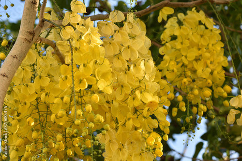Golden Rain Tree