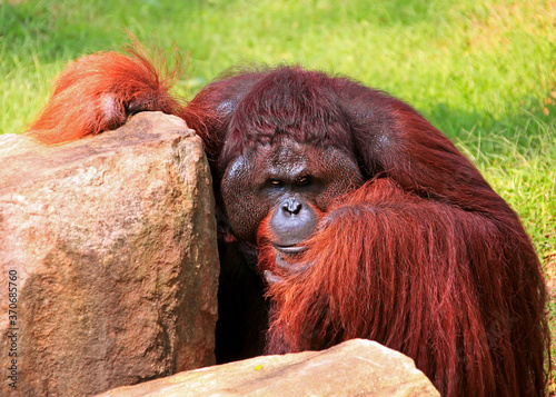 Quadro su tela Expressive portrait of male orangutan with a pronounced emotion of hidden anger
