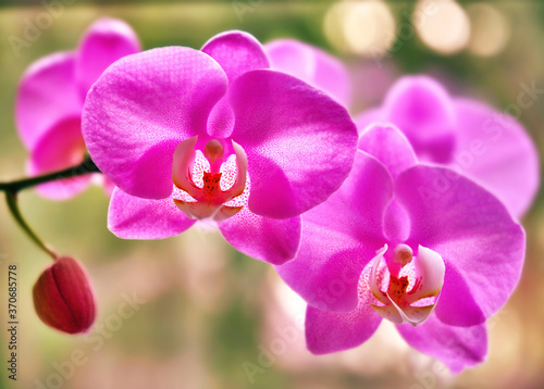 Sunny pink Orchid flower (Phalaenopsis) on the bokeh background