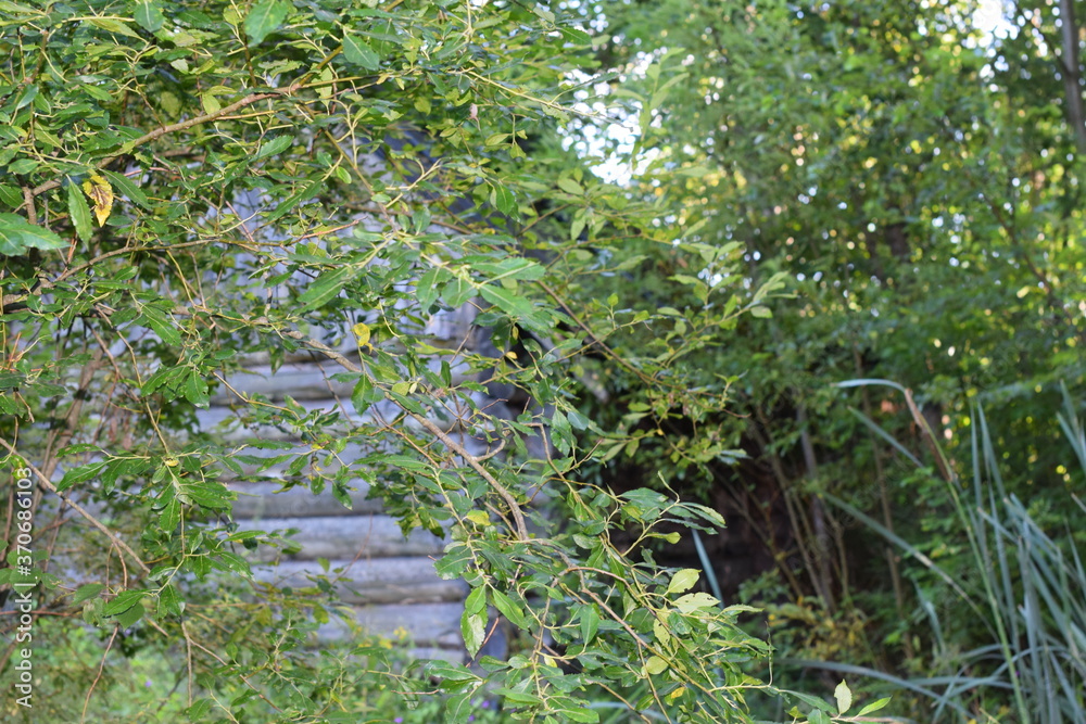 Fototapeta premium white daisies in the garden