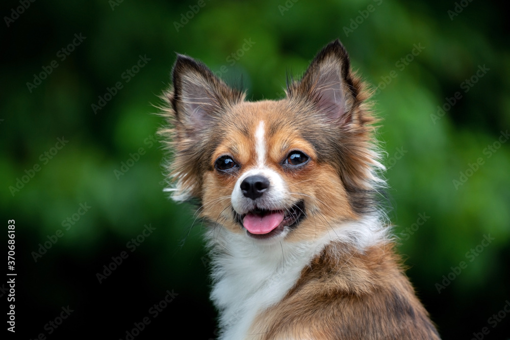 Long haired chihuahua dog face. Stock Photo | Adobe Stock