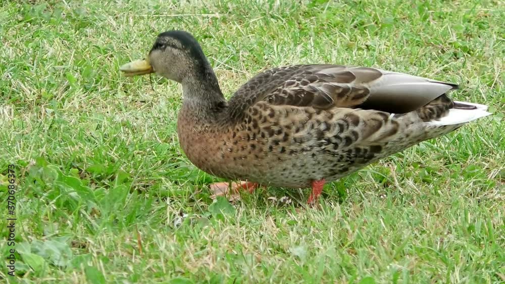A duck eats grass on the lawn. Wild birds in their natural environment. A duck eats grass on the lawn. Wild birds in their natural environment.