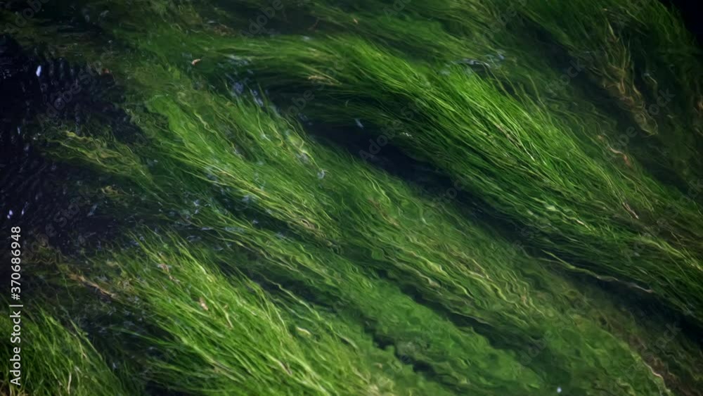 Lush green river weed swaying in the flowing River Arrow near Alcester in Warwickshire, UK. Lush green river weed swaying in the flowing River Arrow near Alcester in Warwickshire, UK.