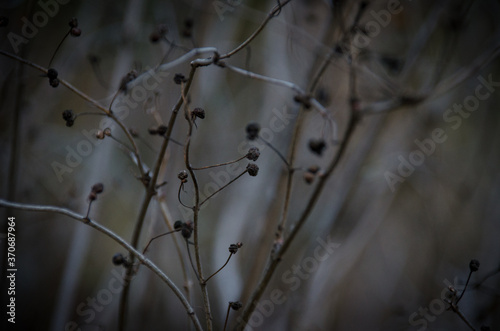 Dry branches silhouette on bush in november. Moody tones of autumn