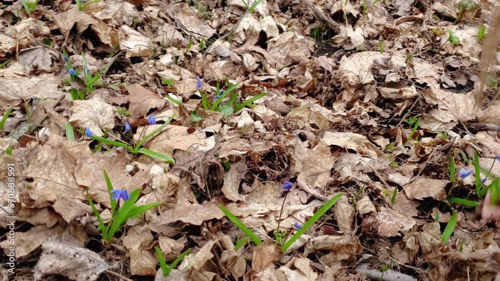 child picks blue snowdrops child picks blue snowdrops