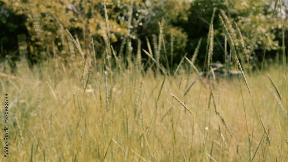 Wild grasses swaying in the breeze Wild grasses swaying in the breeze