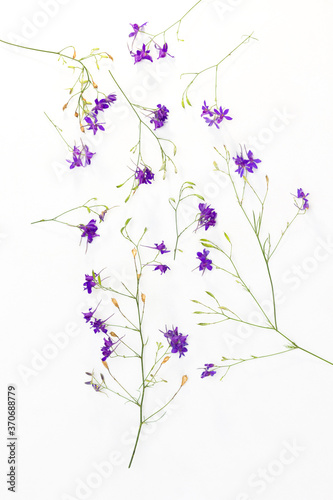 Still life of small purple flowers. Wildflowers.