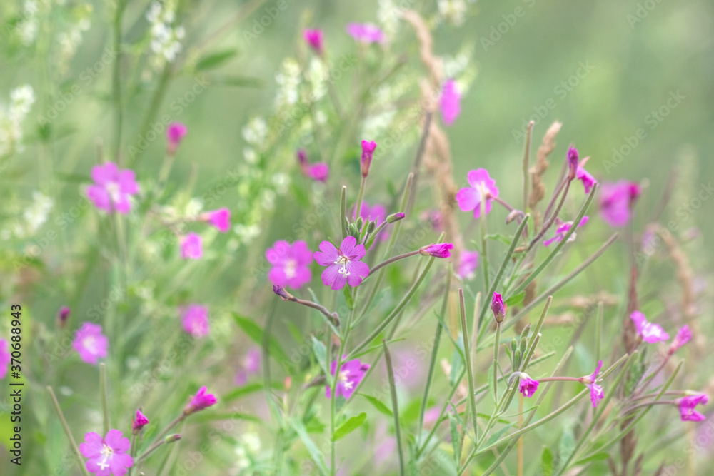 Summer purple flowers