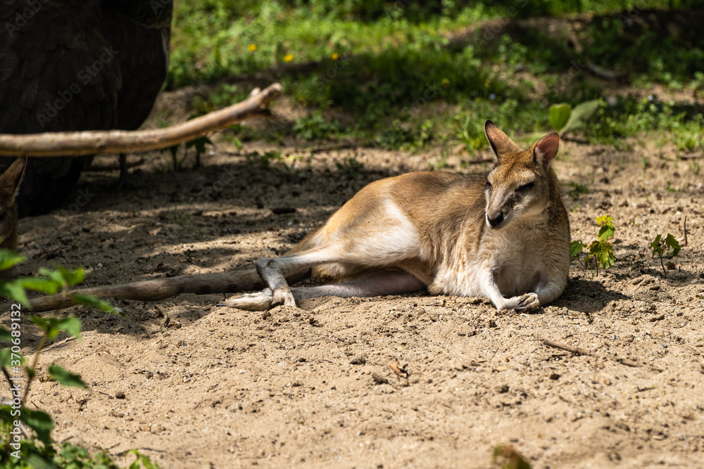 The agile wallaby, Macropus agilis also known as the sandy wallaby The agile wallaby, Macropus agilis also known as the sandy wallaby