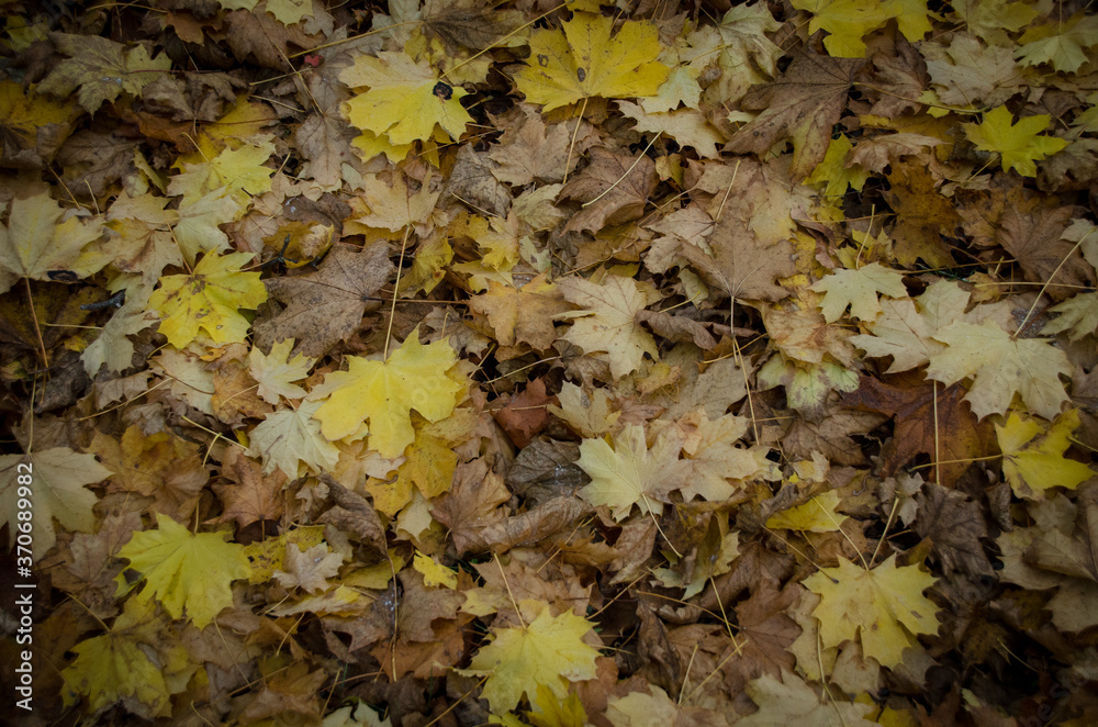 Brown carpet of fallen leaves in autumn park