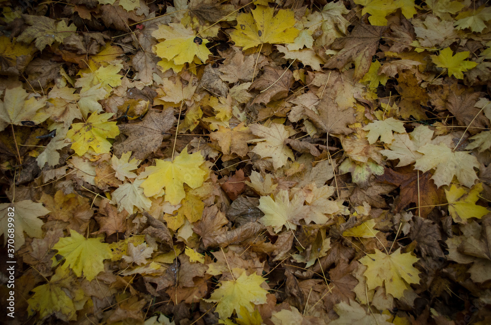 Brown carpet of fallen leaves in autumn park Brown carpet of fallen leaves in autumn park