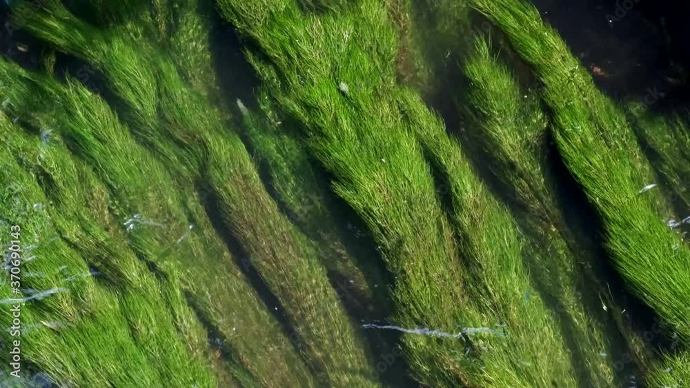 Lush green river weed swaying in the flowing River Arrow near Alcester in Warwickshire, UK.