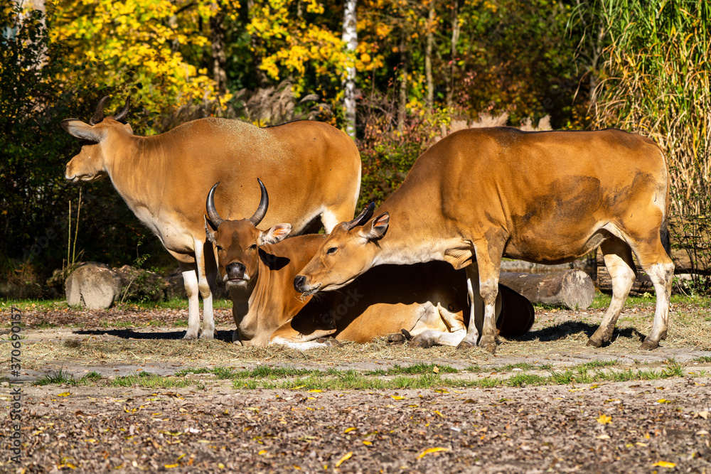 Banteng, Bos javanicus or Red Bull is a type of wild cattle.