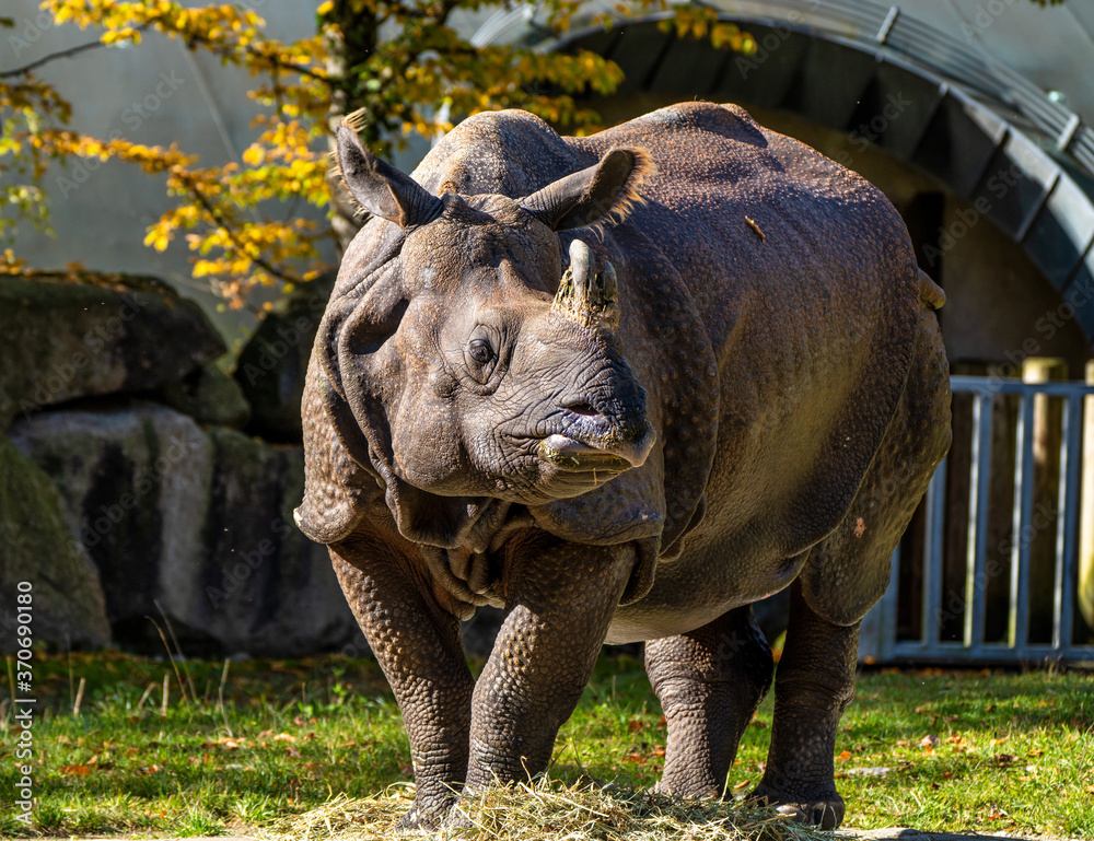 Naklejka premium The Indian Rhinoceros, Rhinoceros unicornis aka Greater One-horned Rhinoceros