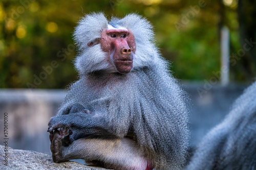 Tableau sur toile The hamadryas baboon, Papio hamadryas is a species of baboon