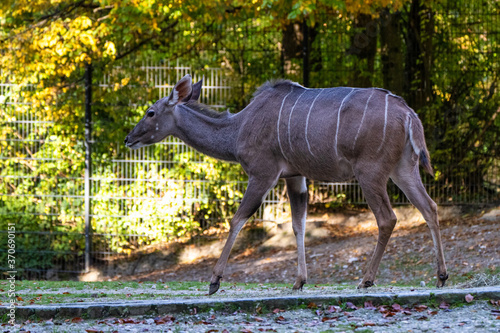 The common eland, Taurotragus oryx is a savannah antelope