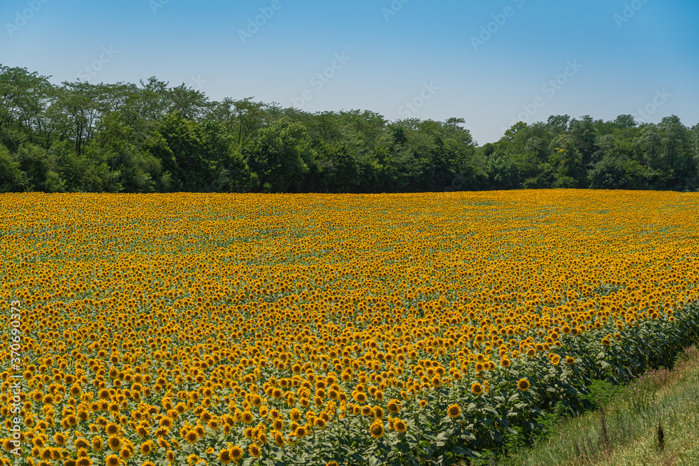 Field of blooming sunflowers with green leaves, background trees