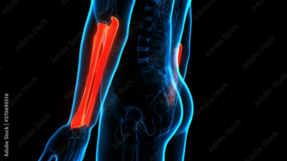 Human Skeleton System Radius and Ulna Bone Joints Anatomy Animation ...