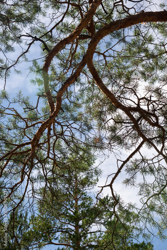 Twisting branches of pine trees against the blue sky on a summer Sunny day Twisting branches of pine trees against the blue sky on a summer Sunny day