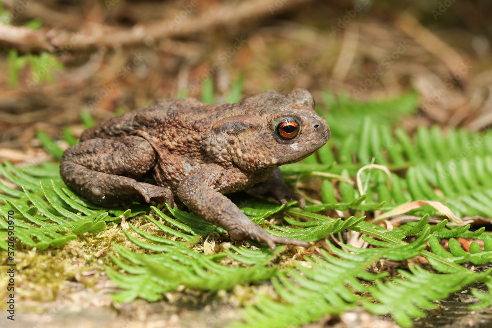 A Common Toad, Bufo bufo, hunting for food in woodland. A Common Toad, Bufo bufo, hunting for food in woodland.