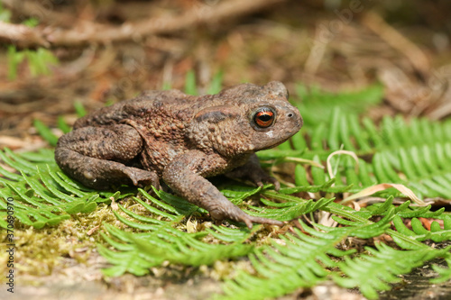 A Common Toad, Bufo bufo, hunting for food in woodland.