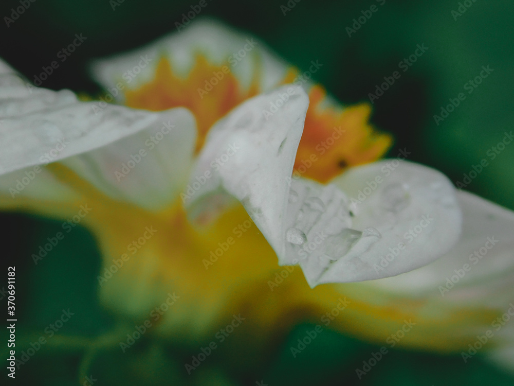 Close up of a raindrop on the petals of a beautiful white flower Close up of a raindrop on the petals of a beautiful white flower
