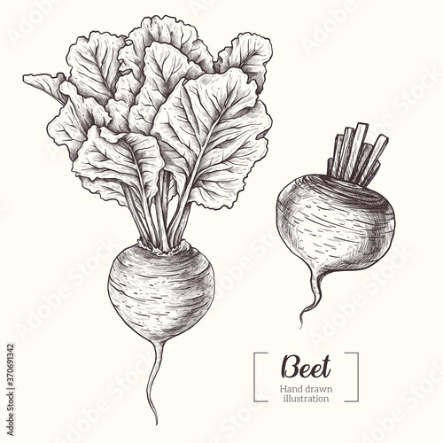 Beet. Vegetable. Beetroot. Vector Hand Drawn. Line art. Sketch Botanical Illustration. Eco healthy food. 