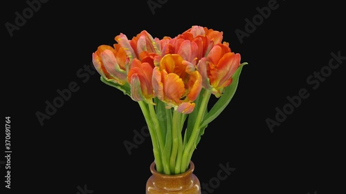 Time-lapse of opening Red Parrot tulip flower 1d4 in 4K PNG+ format with ALPHA transparency channel isolated on black background
 photo