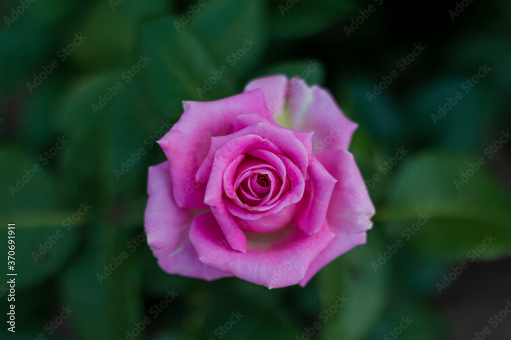 artisanal rose bud on green blurred background