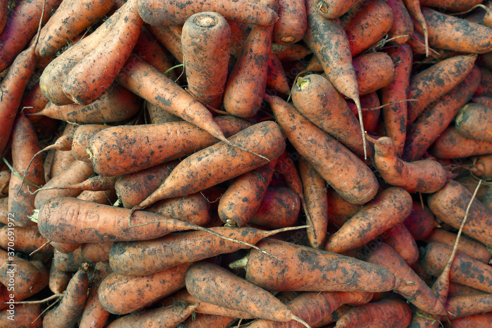 Fototapeta premium fresh carrots on the market