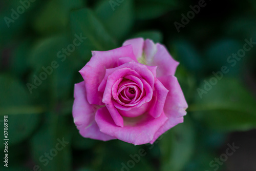 artisanal rose bud on green blurred background