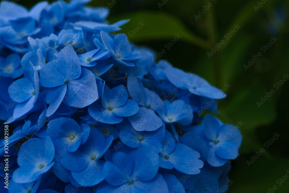 紫陽花 紫陽花