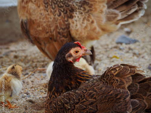 Mother  Chickens, hen sitting in a poultry farm