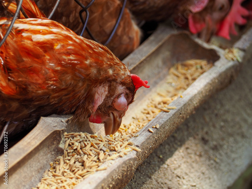 Chicken defective eating food in a farm