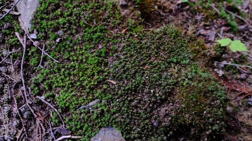 Close Up Of vivid green Moss on mountain-Brown soils. Slide shot  from left to right.