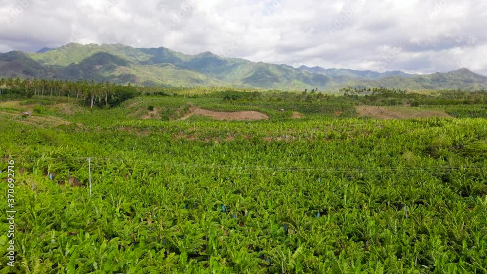 Banana tree plantation in garden. Farmer plantation of banana trees. Philippines, Mindanao. Banana tree plantation in garden. Farmer plantation of banana trees. Philippines, Mindanao.