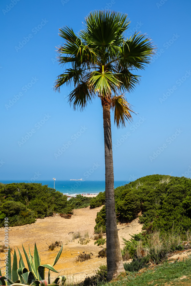 Sand dunes that give access to La Barrosa beach in Sancti Petri, Cádiz, Spain.