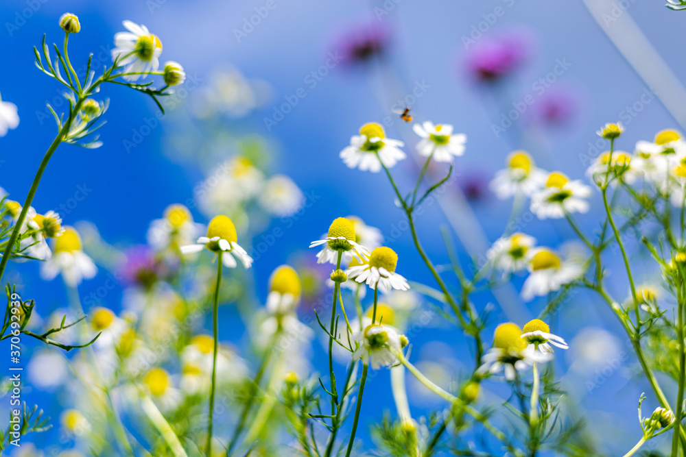 Daisy flower and blue sky blackground. Daisy flower and blue sky blackground.
