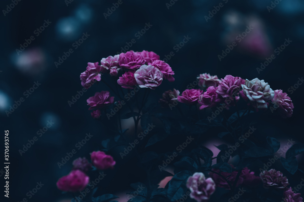 pink flowers in the night