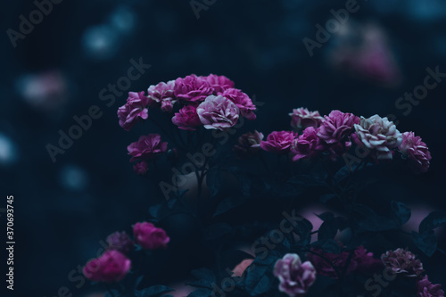 pink flowers in the night