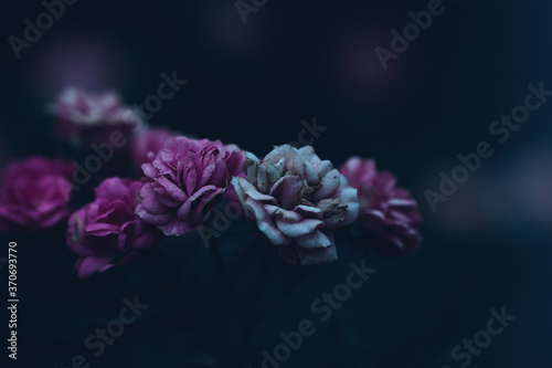 pink flowers in the night
