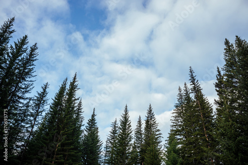 Silhouettes of fir tops on background of clouds. Atmospheric minimal forest scenery. Tops of green coniferous trees against cloudy blue sky. Nature backdrop with firs and sky. Woody mystery landscape.